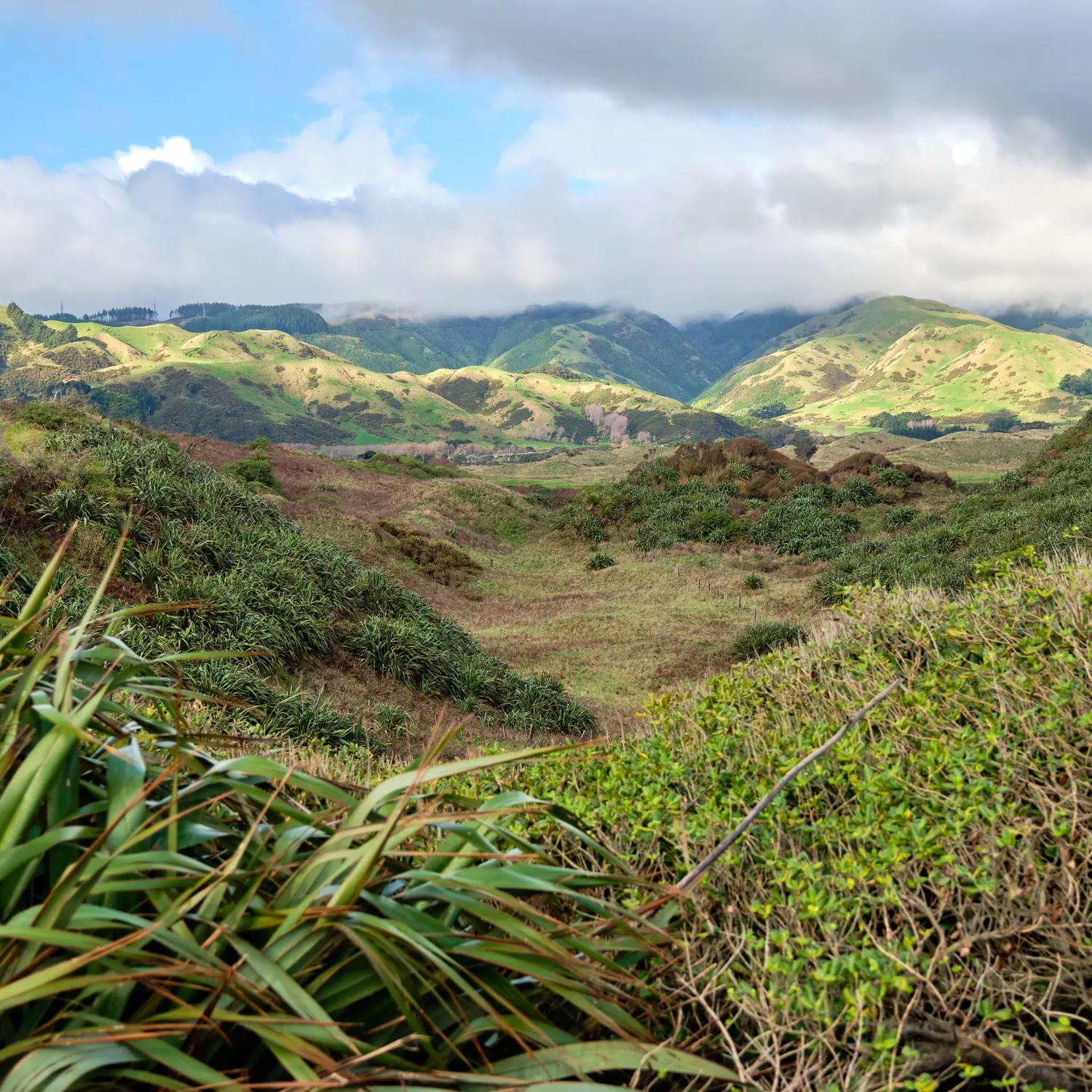 Green rolling hills under a sky of fluffy white clouds.
