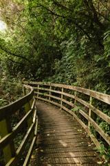 A curved wooden footpath in the forest with railings on both sides.