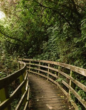 A secton of the Ikigai trail in Waimapihi Reserve. The mountain bike track has a clay surface with wooden platforms and views of Wellington.