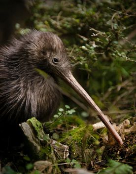 Kiwi bird in the wild