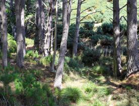 The native trees lining the path in Pikarere Firest.
