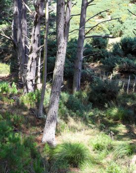 The native trees lining the path in Pikarere Firest.