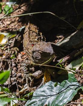 A tuatara lizard crawling along the forest floor.