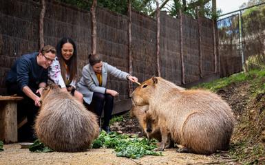 Three people sit on a wooden bench at the Wellington Zoo and pet three Capibaras who are eating leafy greens.