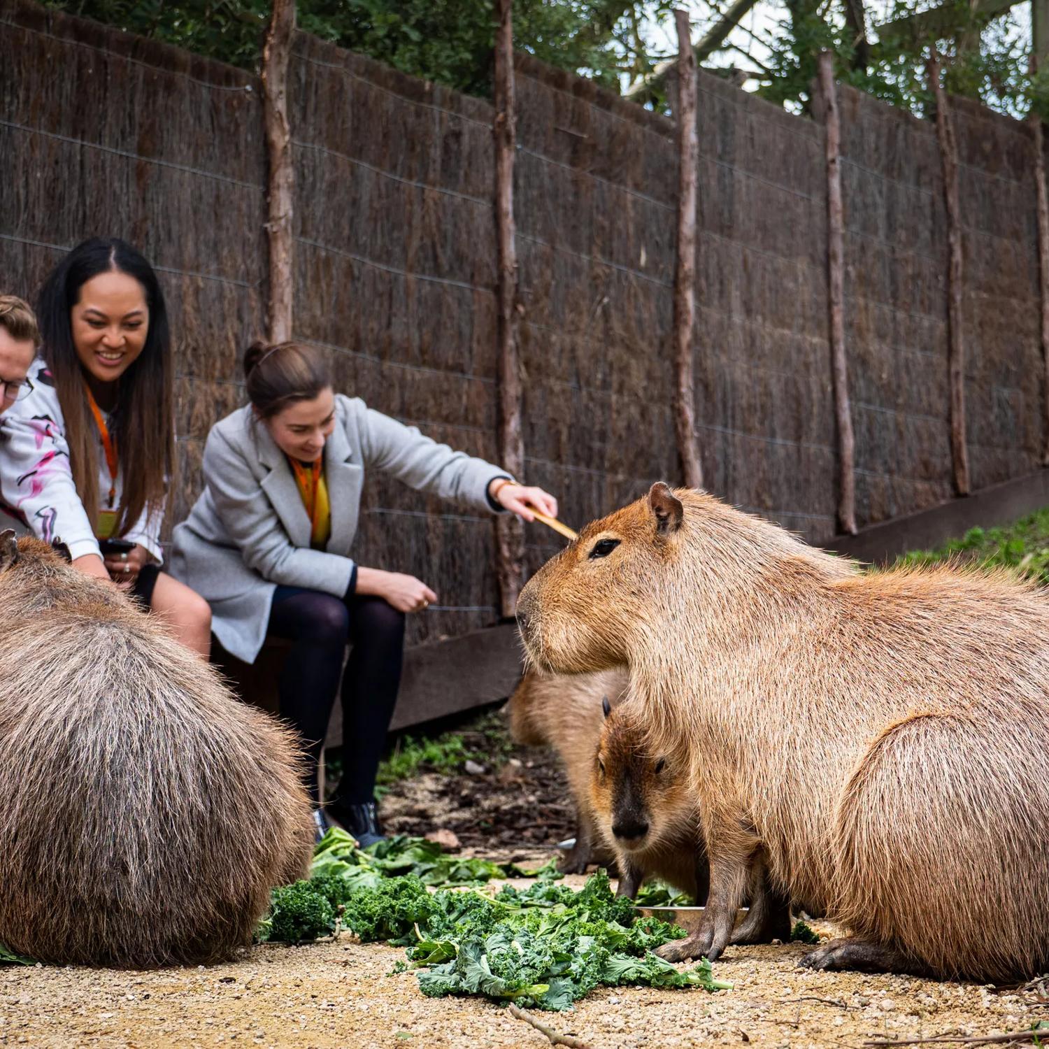 Three people sit on a wooden bench at the Wellington Zoo and pet three Capibaras who are eating leafy greens. 