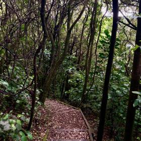 The Redwood Bush Loop trail in Tawa, Wellington region. There are descending wooden steps surrounded by forest. 