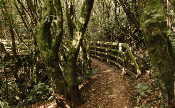 A secton of the Ikigai trail in Waimapihi Reserve. The mountain bike track has a clay surface with wooden platforms and views of Wellington.