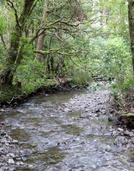 The Kiriwhakapapa Road Tararua Forest Park screen location, featuring walking trails and campsite opportunities in wild, natural landscapes.