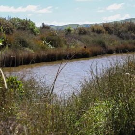 A site of significant conservation value, the estuary is easily accessible in Porirua. A 30-minute drive from the capital, the Pāuatahanui Inlet is a large estuary surrounded by a wildlife reserve.