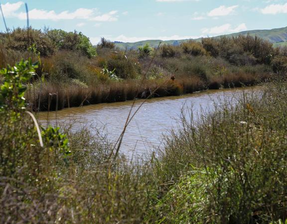 A site of significant conservation value, the estuary is easily accessible in Porirua. A 30-minute drive from the capital, the Pāuatahanui Inlet is a large estuary surrounded by a wildlife reserve.