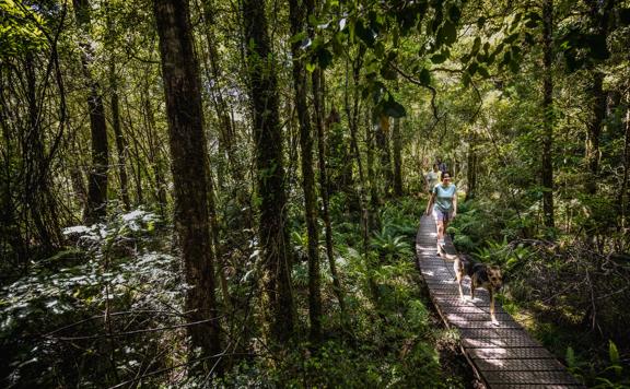 Three people and a dog walking on a narrow wooden path in the forest.