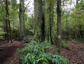 The swampy wetland of Fensham Forest, with an abundance of birds and native trees.