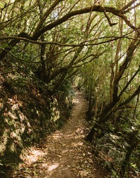 A section of the Transient trail in Waimapihi Reserve. The dirt trail goes around burms, onto wooden platforms, and has great views of the city.