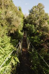 A long narrow suspension bridge in a forest.