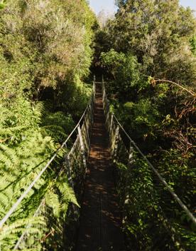 A long narrow suspension bridge in a forest.