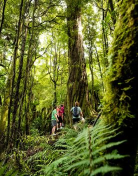 A family of four admire a massive tree while hiking through Kaitoke Regional Park.
