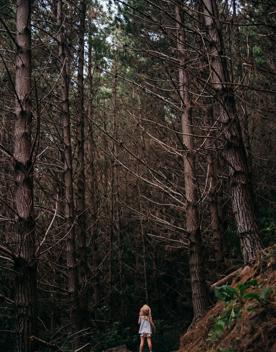 A person standing on a forest trail surrounded by tall pine trees.