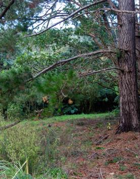 Camp Wainuiomata screen location. Has several buildings and is surrounded by forest and bush.