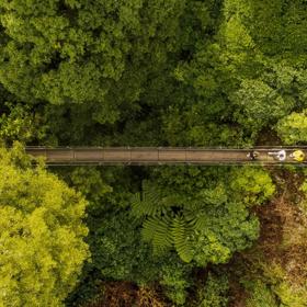 a birds-eye view of four people walking across a swing bridge surrounded by lush green forest on the Cannon Point Walkway in Upper Hutt, New Zealand.
