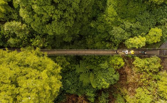 a birds-eye view of four people walking across a swing bridge surrounded by lush green forest on the Cannon Point Walkway in Upper Hutt, New Zealand.