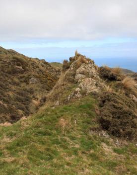 Long Gully Bush Reserve comprises 107 hectares of regenerating forest. It sits roughly 5 kilometres southwest of Wellington City, surrounded by the suburbs of Karori and Brooklyn.