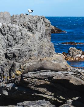 A New Zealand fur seal sitting on a rocks surrounded by blue ocean.