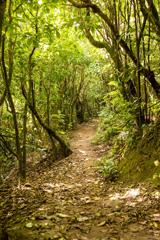 A walking trail surrounded by trees that's part of the Skyline Walkway on Mount Kaukau in Wellington, New Zealand.