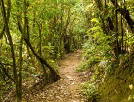 A walking trail surrounded by trees that's part of the Skyline Walkway on Mount Kaukau in Wellington, New Zealand.