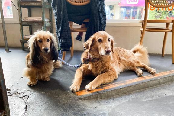 Two shaggy beige dogs, one tiny and the other medium-size, are laying on the concrete floor at a café.