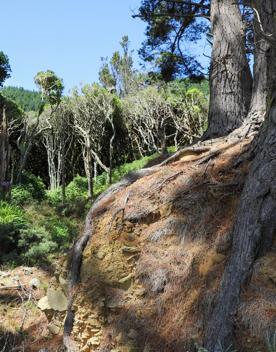 The native trees lining the path in Pikarere Firest.