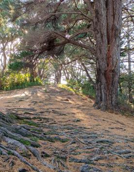 The screen location of Mount Victoria Town Belt, with lush green native bush and panoramic views across Wellington.