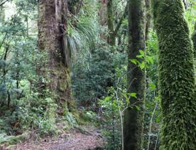 The Kiriwhakapapa Road Tararua Forest Park screen location, featuring walking trails and campsite opportunities in wild, natural landscapes.