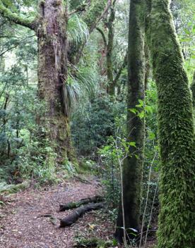 The Kiriwhakapapa Road Tararua Forest Park screen location, featuring walking trails and campsite opportunities in wild, natural landscapes.