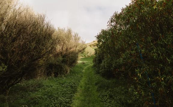 The Ti Kouka loop in Whareroa Farm a grassy trail up a small hill with views of the bush.