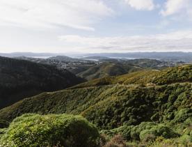 View to the north from Tip track towards Lower Hutt and Matiu/Somes Island in the distance.