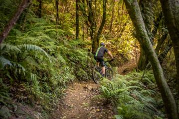 A mountain biker rides uphill along a forest track.