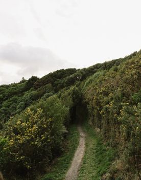 Howard Road trail, a walk through native bush with views of the Wellington Harbour.