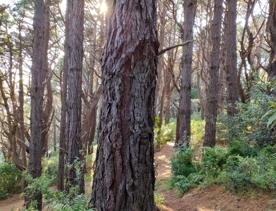 The screen location of Mount Victoria Town Belt, with lush green native bush and panoramic views across Wellington.