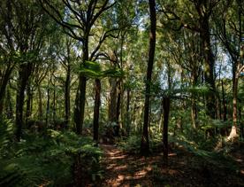 The Te Au Track at Hemi Matenga Scenic Reserve. The lush forest floor is shadowed by the tree canopy above.