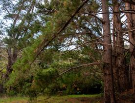 Camp Wainuiomata screen location. Has several buildings and is surrounded by forest and bush.