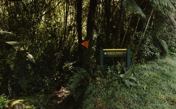 A section of the Mangaone Walkway trail in Waikanae. The trail follows lush native forest.