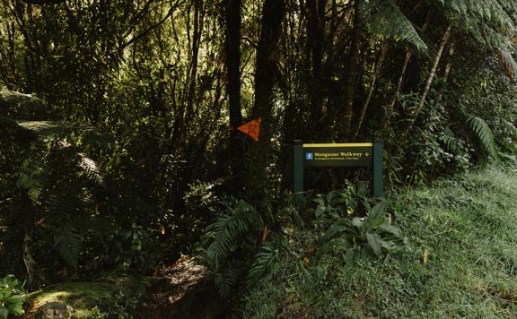 A section of the Mangaone Walkway trail in Waikanae. The trail follows lush native forest.