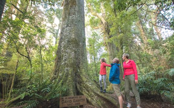 A family stands under a large memorial tree in Fensham Reserve in Wairarapa.