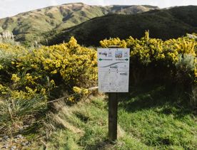 A section of the Wētā mountain bike track in Belmont Regional Park. The dirt track winds around burms, and through gorse bush.