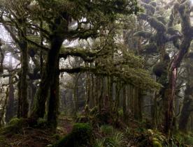 New Zealand native trees in a forest.