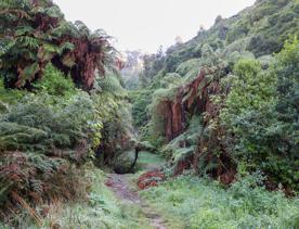 The green native bush of Belmont Regional Park, with streams and hills.