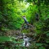 A person leaps across a stream while another follows, on the East harbour Regional park Kowhai Street track.