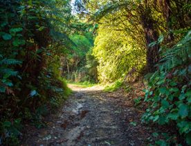 Camp Wainuiomata screen location. Has several buildings and is surrounded by forest and bush.