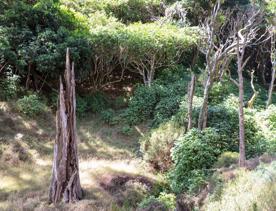 The native trees lining the path in Pikarere Firest.