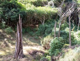 The native trees lining the path in Pikarere Firest.